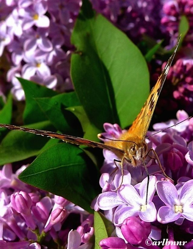 flower, insect, one animal, animals in the wild, animal themes, wildlife, freshness, fragility, petal, beauty in nature, growth, close-up, nature, focus on foreground, pink color, pollination, plant, flower head, bee, purple