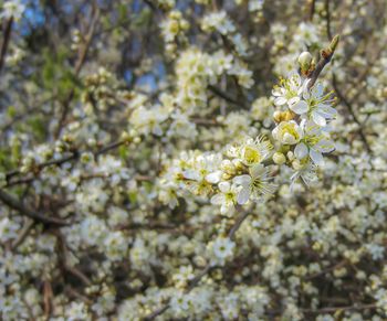 Close-up of white flowers on branch