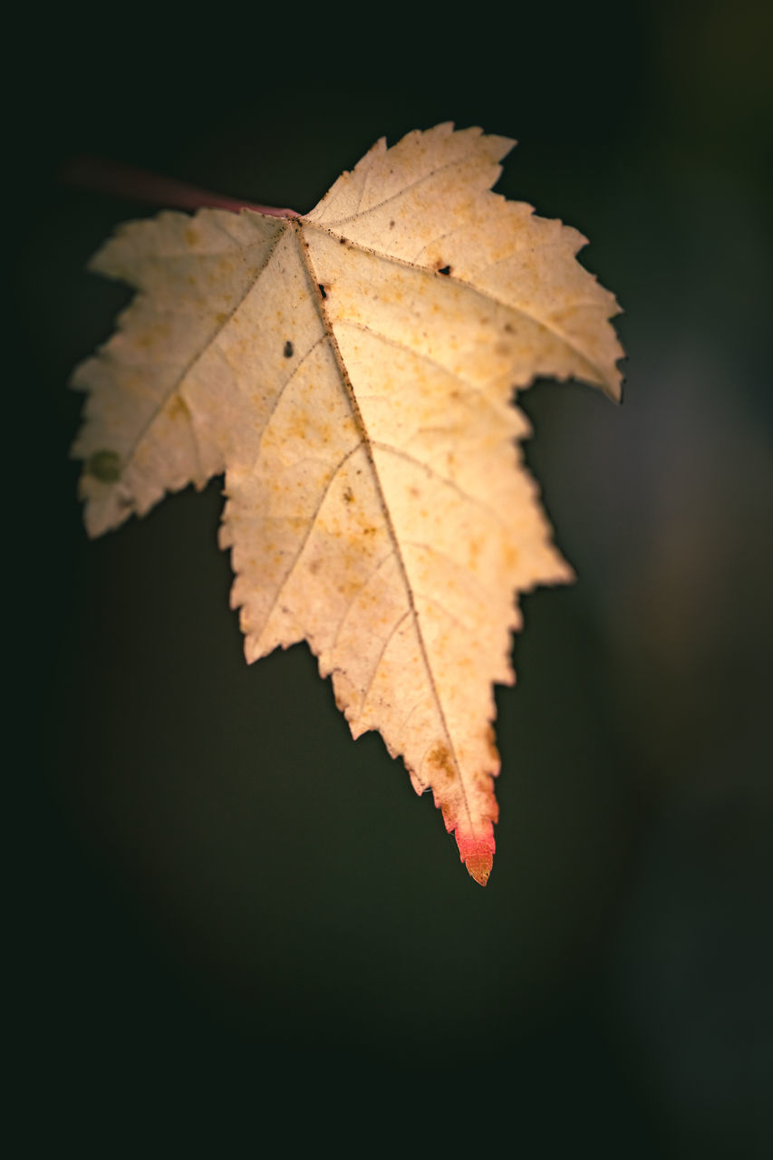 CLOSE-UP OF DRY MAPLE LEAVES ON A SURFACE