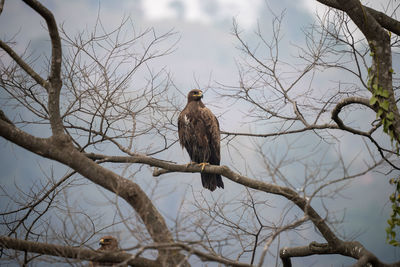 Low angle view of bird perching on bare tree