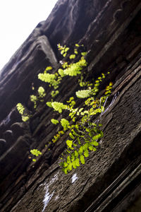 Low angle view of tree trunk