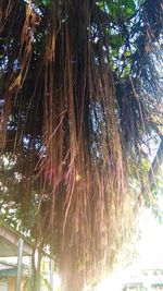 Low angle view of palm trees