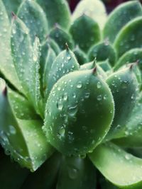 Close-up of wet succulent plant during rainy season