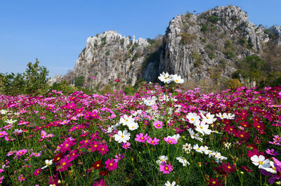 Pink flowering plants by rocks against clear sky