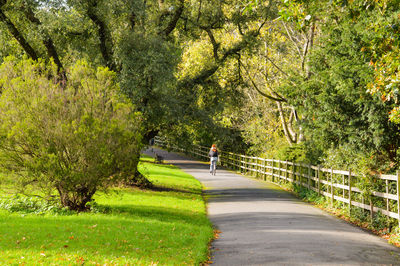 Road amidst trees in park