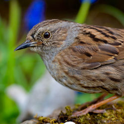 Close-up of a bird