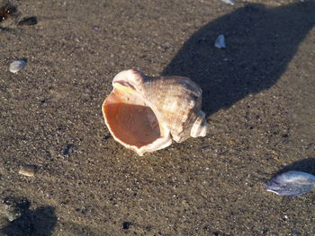 High angle view of crab on sand