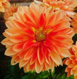 Macro shot of yellow flower