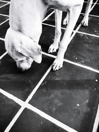 pets