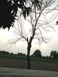 Silhouette bare tree on field against sky