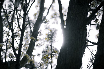Low angle view of trees in forest