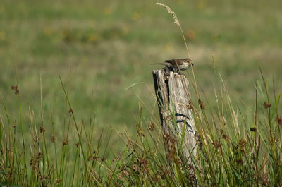 grass