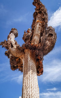 Low angle view of tree against sky