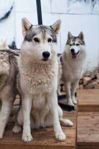 Sled dog husky sits surrounded by other dogs. husky park. high quality photo