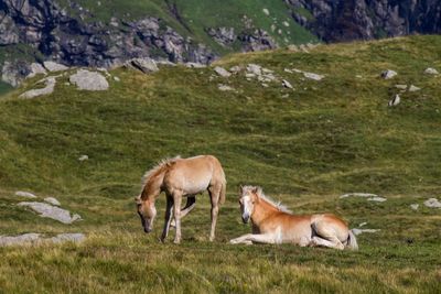 Horses on grassy field