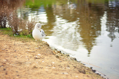 Swan perching on lake