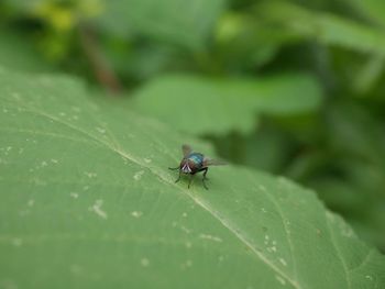 Close-up of insect on leaf