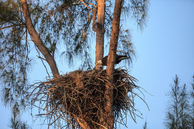 Low angle view of bare tree against clear blue sky