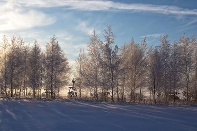 Bare trees on field against sky during winter