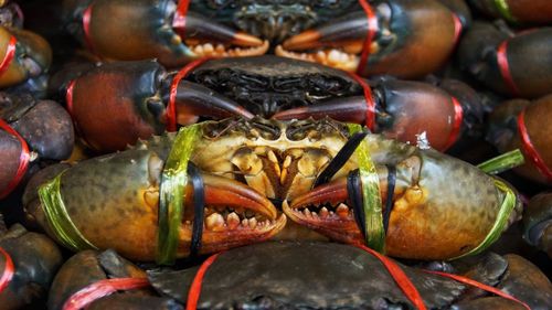 Close-up of food in market