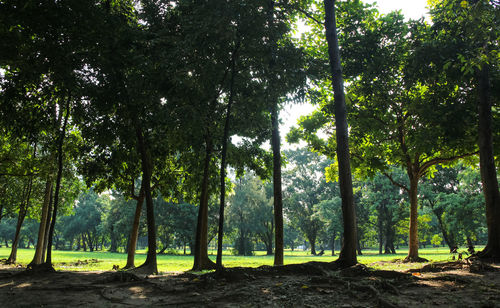 Trees on field in forest