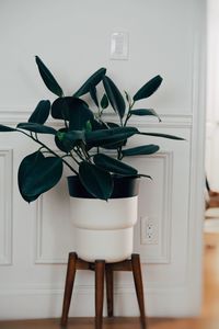 Close-up of potted plant on table at home