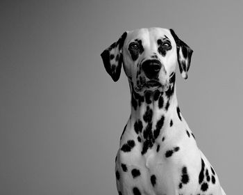 Portrait of dalmatian dog against gray background
