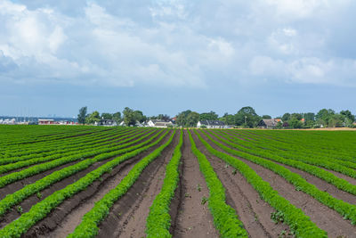 Scenic view of agricultural field against sky