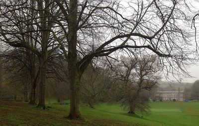 Bare trees against sky