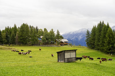 Herd of cows grazing in the countryside aosta valley