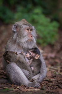 Monkeys sitting outdoors