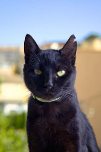 Black cat with green eyes looking at camera