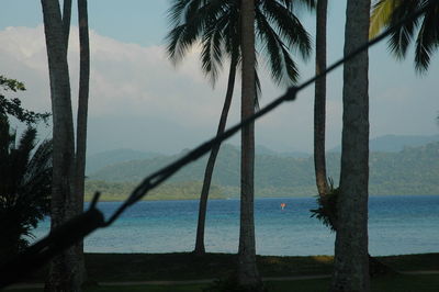 Palm tree by sea against sky