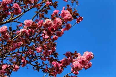 Low angle view of pink cherry blossoms in spring