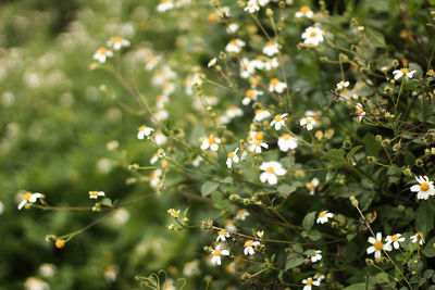 Low angle view of flowering plant