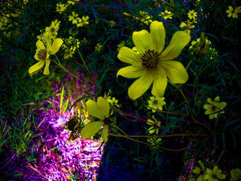 Close-up of yellow flowers