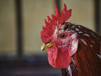 Close-up of rooster