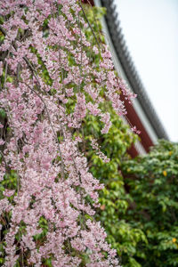 Close-up of pink cherry blossom tree