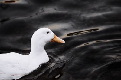 Close-up of duck swimming on lake