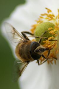 Close-up of bee on flower