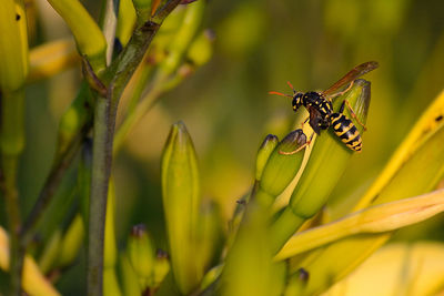 Close-up of insect on plant