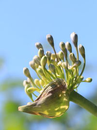 Close-up of plant against clear blue sky