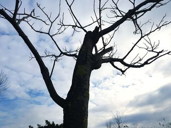 Low angle view of bare trees against sky