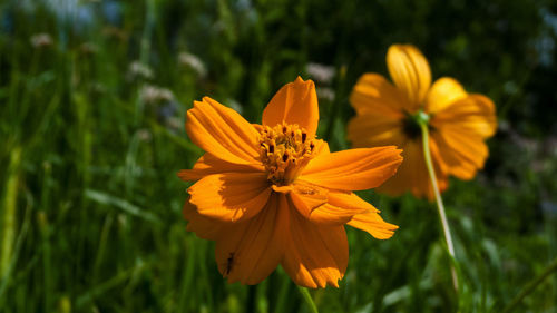 Close-up of yellow flowering plant