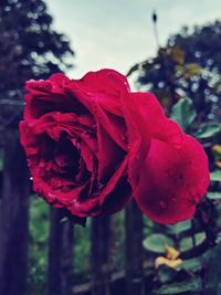 Close-up of red rose blooming outdoors