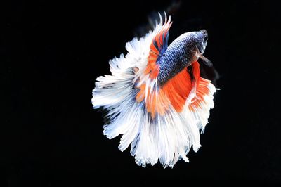 Close-up of fish swimming in sea
