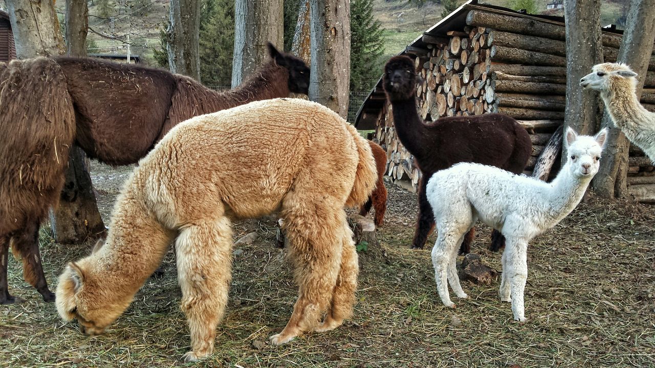 animal themes, mammal, livestock, two animals, herbivorous, animals in the wild, wildlife, standing, field, animals in captivity, zoo, elephant, domestic animals, young animal, outdoors, animal family, day, safari animals, zoology, nature