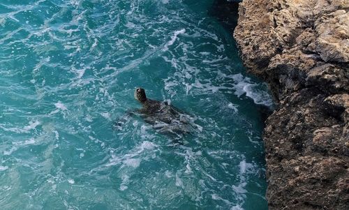 High angle view of turtle in sea