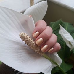 High angle view of woman holding white flower