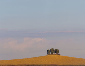 Panoramic view of typical tuscan landscape with group of cypresses , tuscany, italy, 
